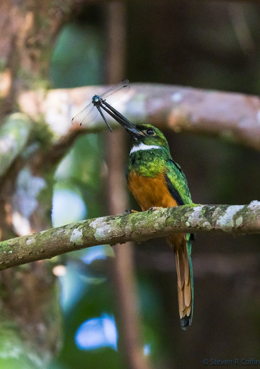 Rufous-tailed Jacamar, with Dragonfly
