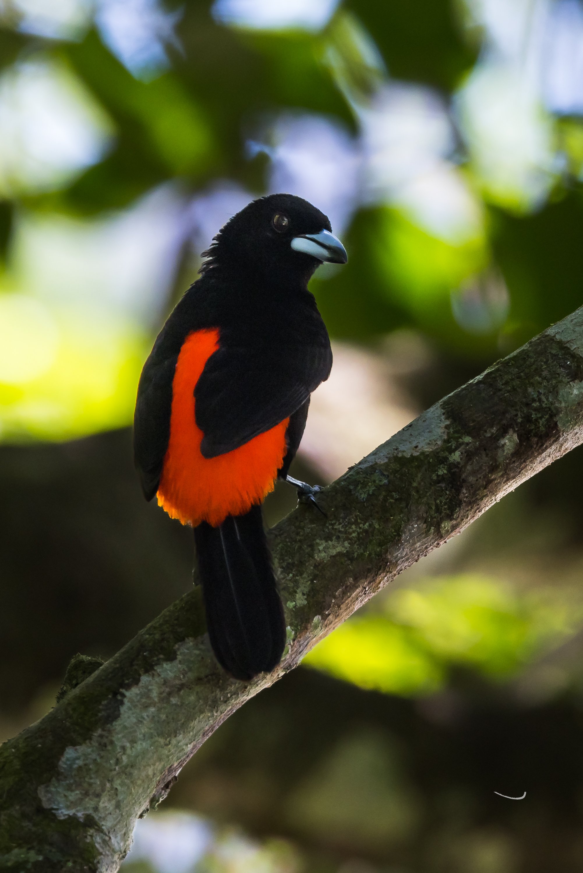 Scarlet-Rumped Tanager, Male.  