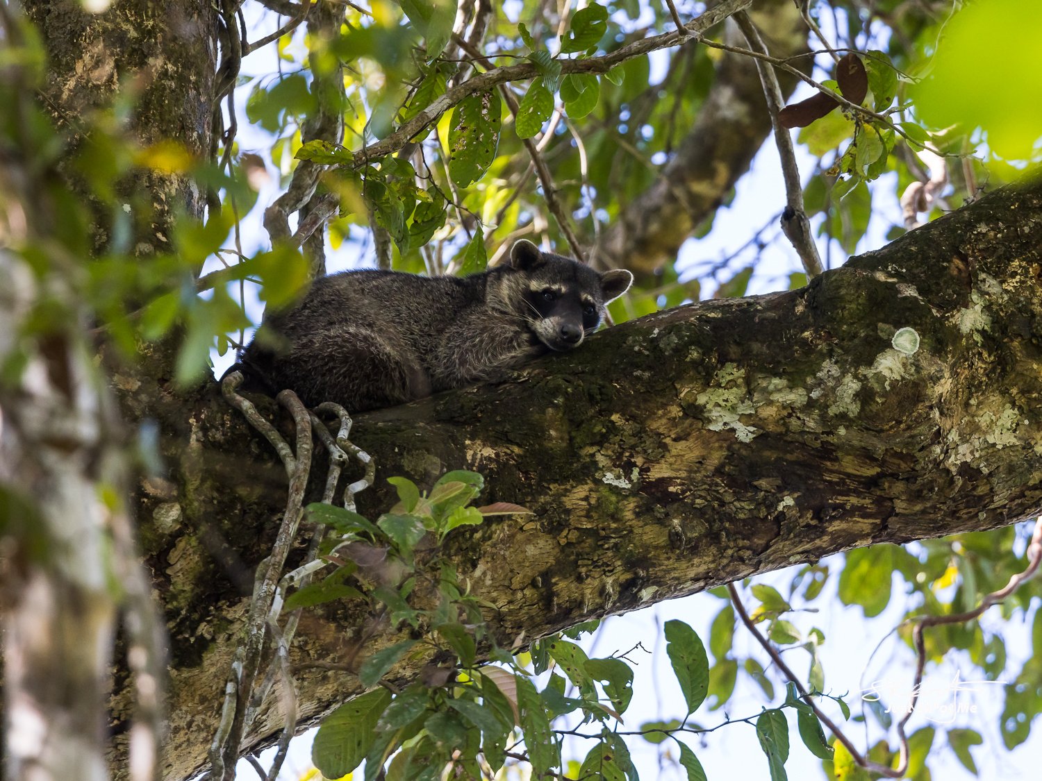 Mangrove Raccoon