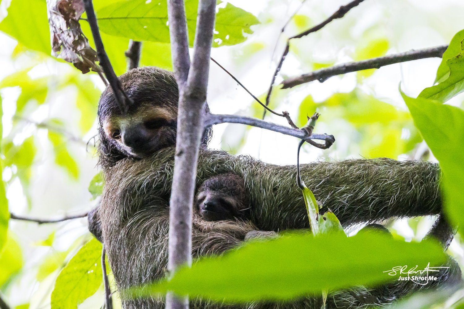 Three Toed Sloth, with Baby
