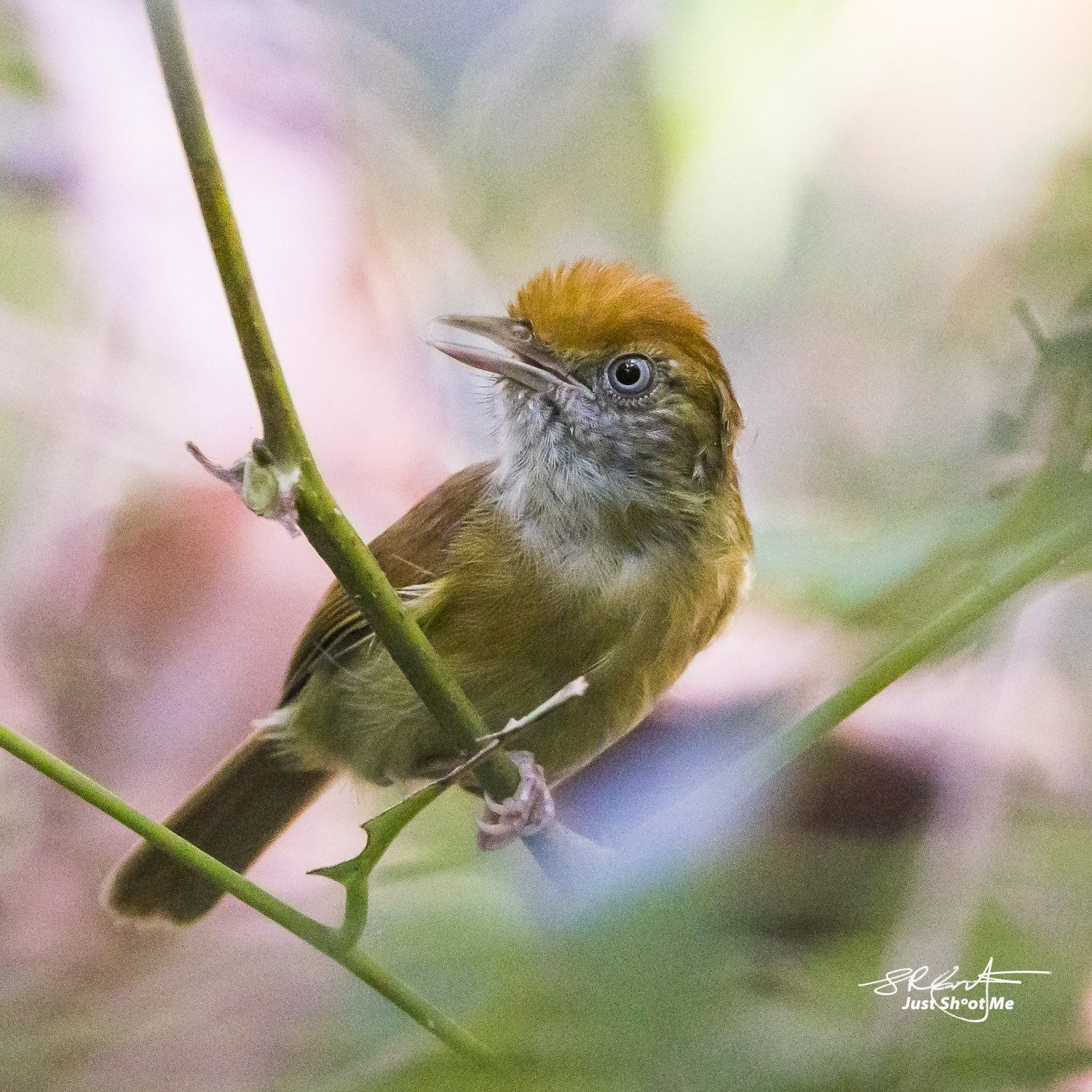 Tawny Capped Greenlet
