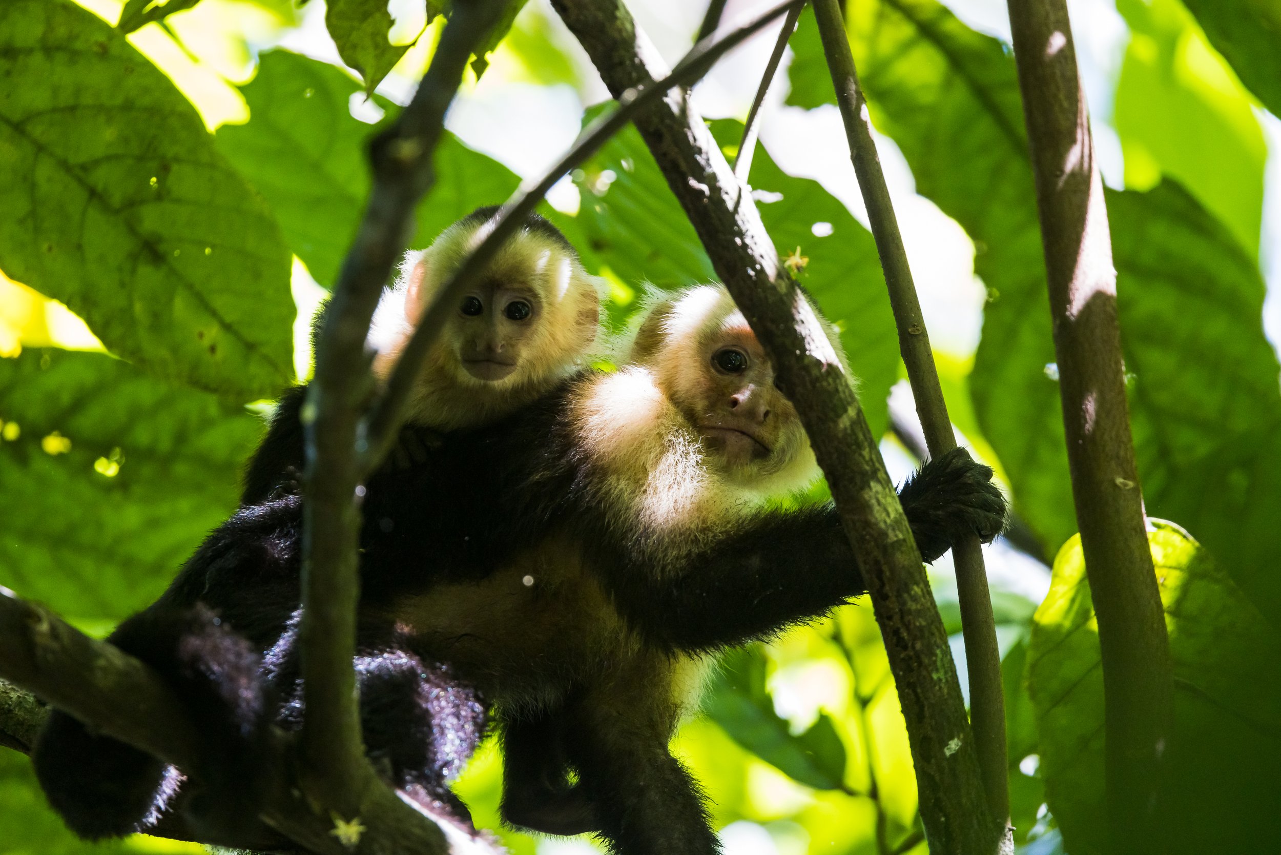 White Faced Monkey, Mother and Child.  Also known as Capuchin Monkey