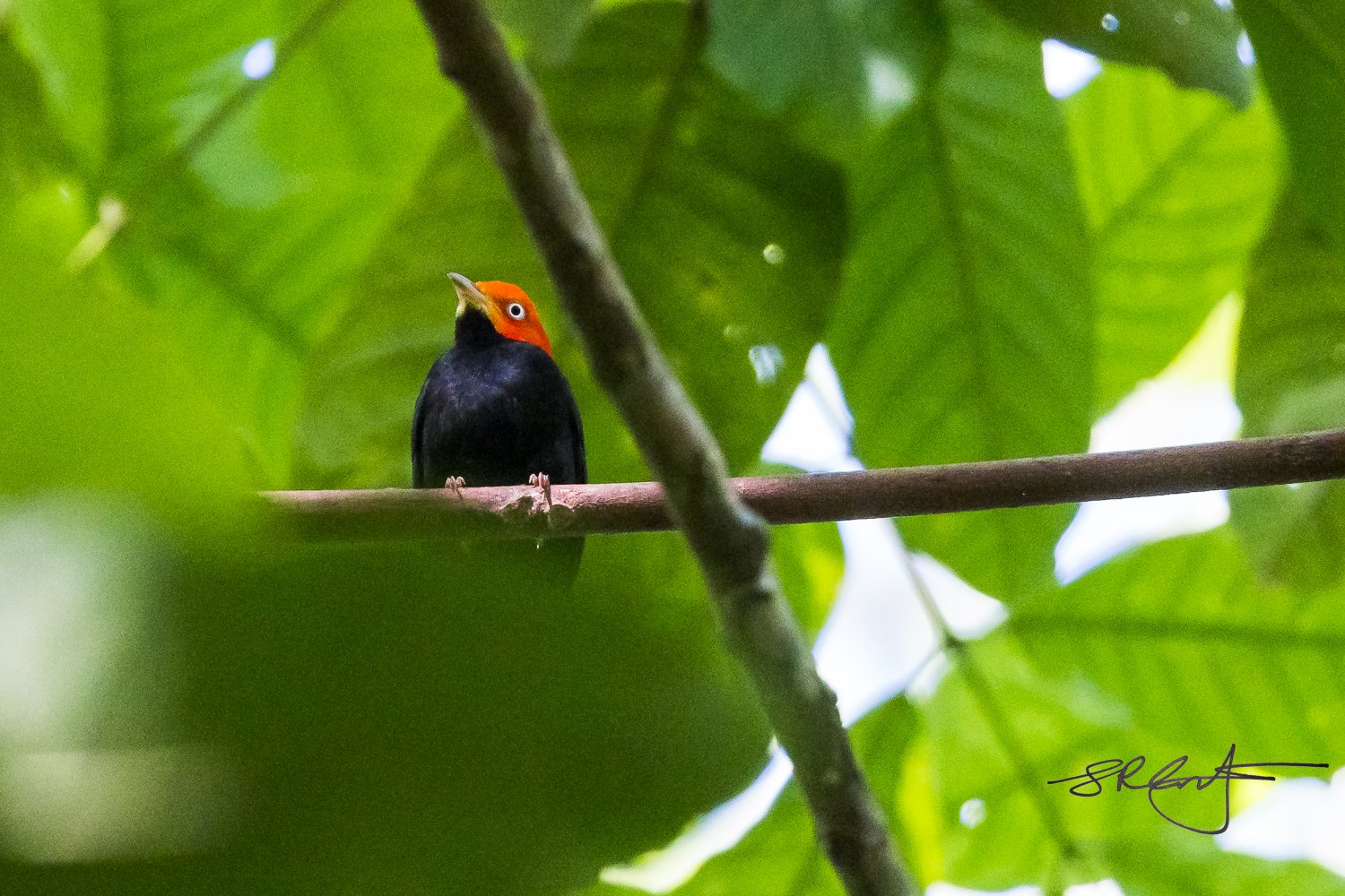 Red-capped Manakin Male