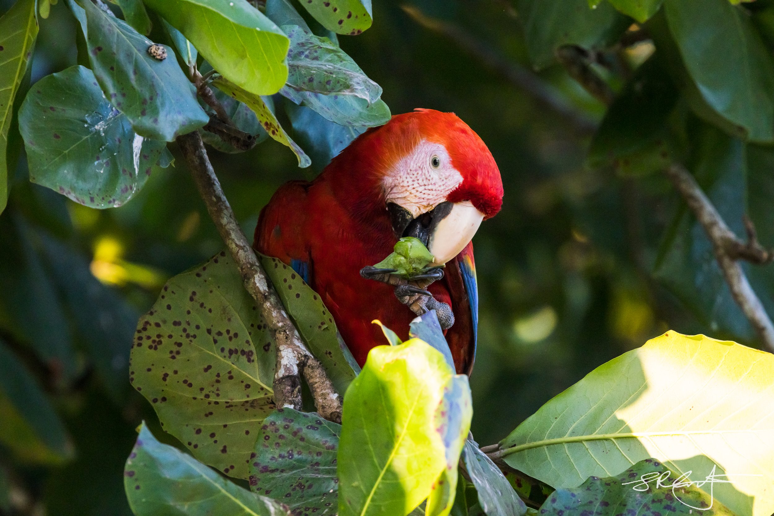 Scarlet Macaw eating a Sea Almond.  They are the only birds with strong enough pressure to crack this nut, so they have these all to themselves.  How nice !