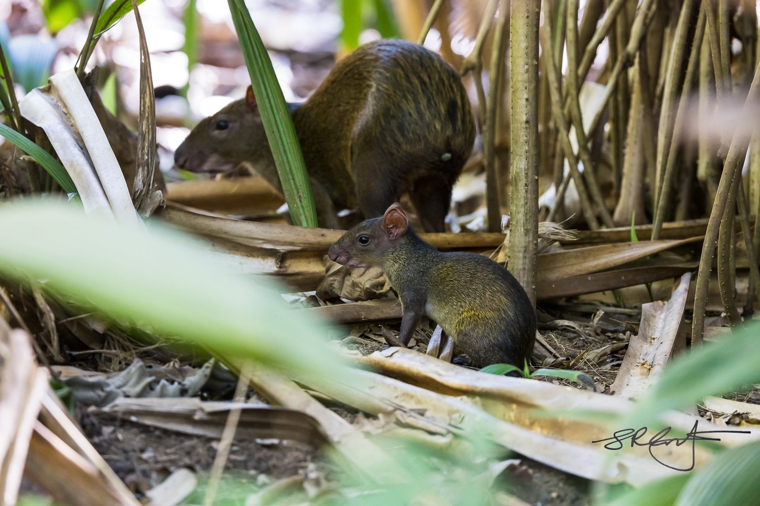 Agouti, mother and baby.