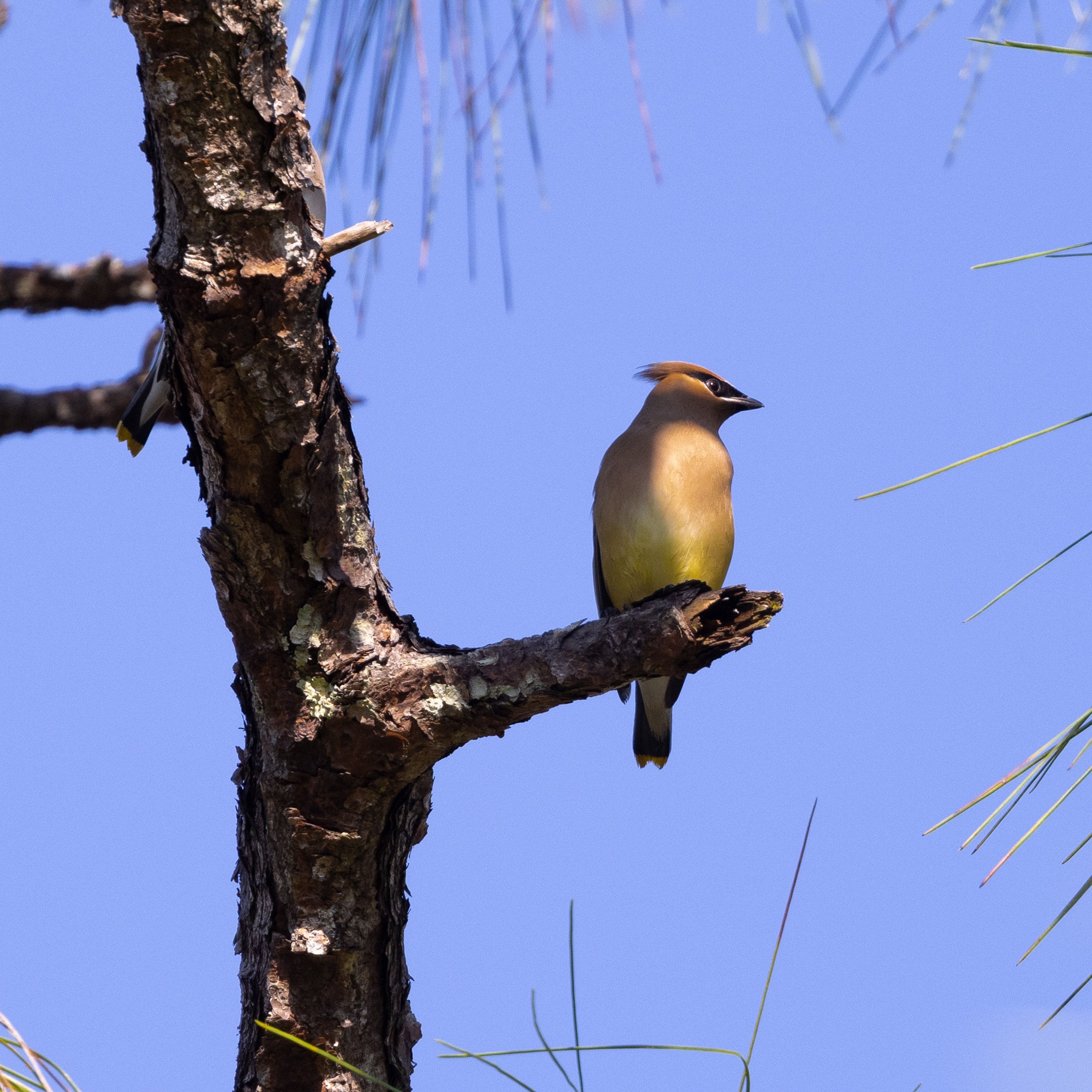 2023 03 12 Backyard Birding-0819.jpg