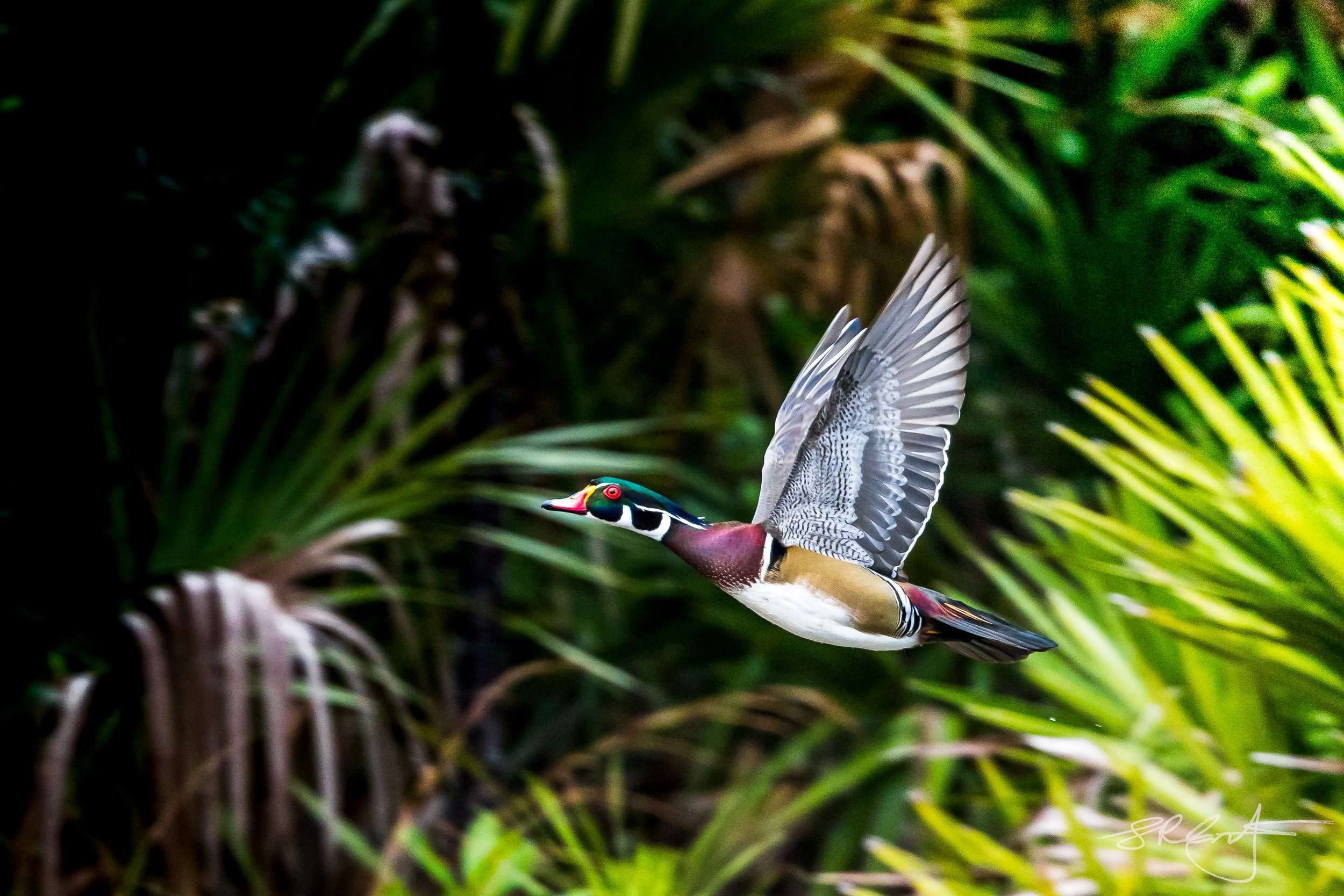 Male Wood Duck takes off
