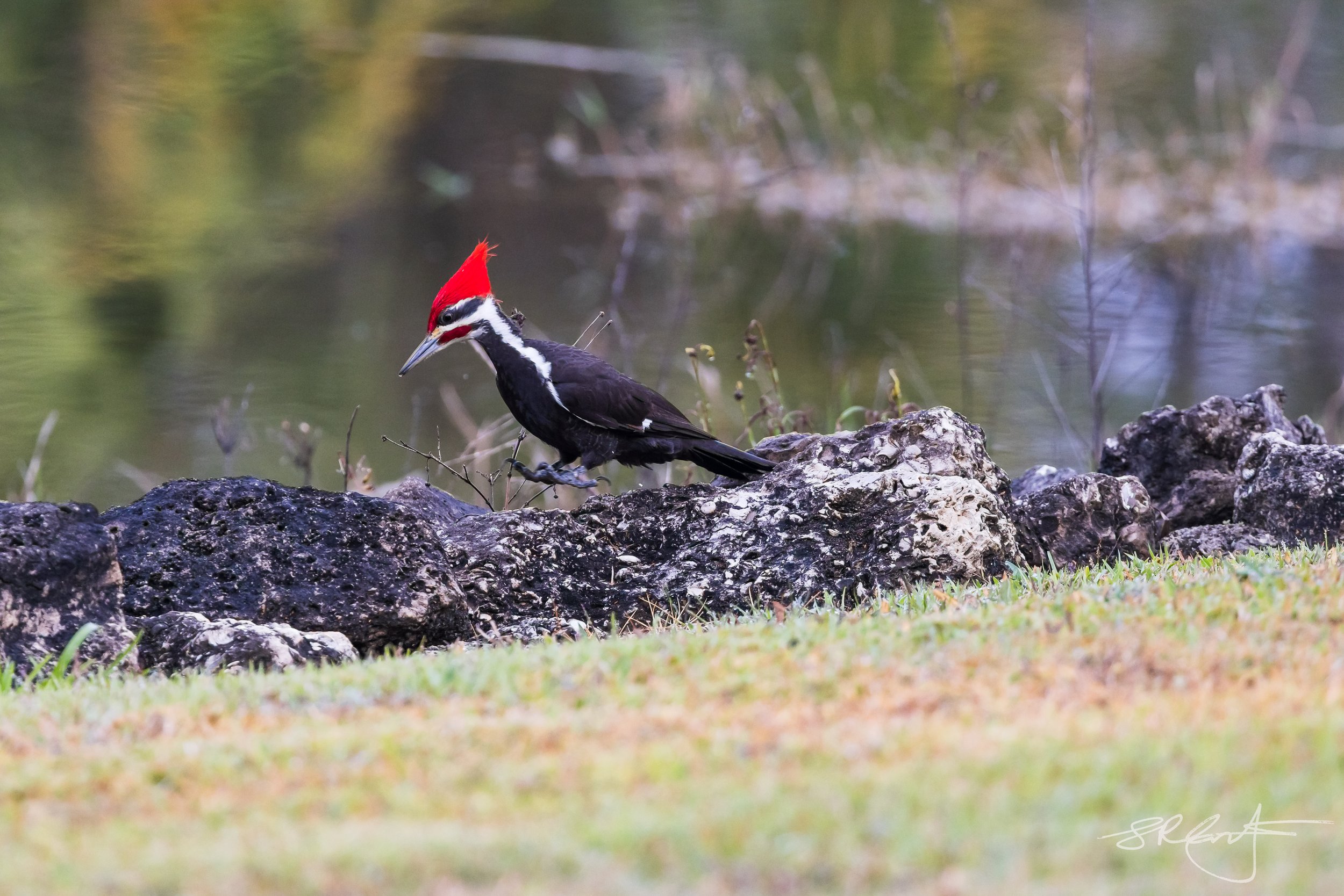 World Record Standing Broad Jump, Pileated Woodpecker Division