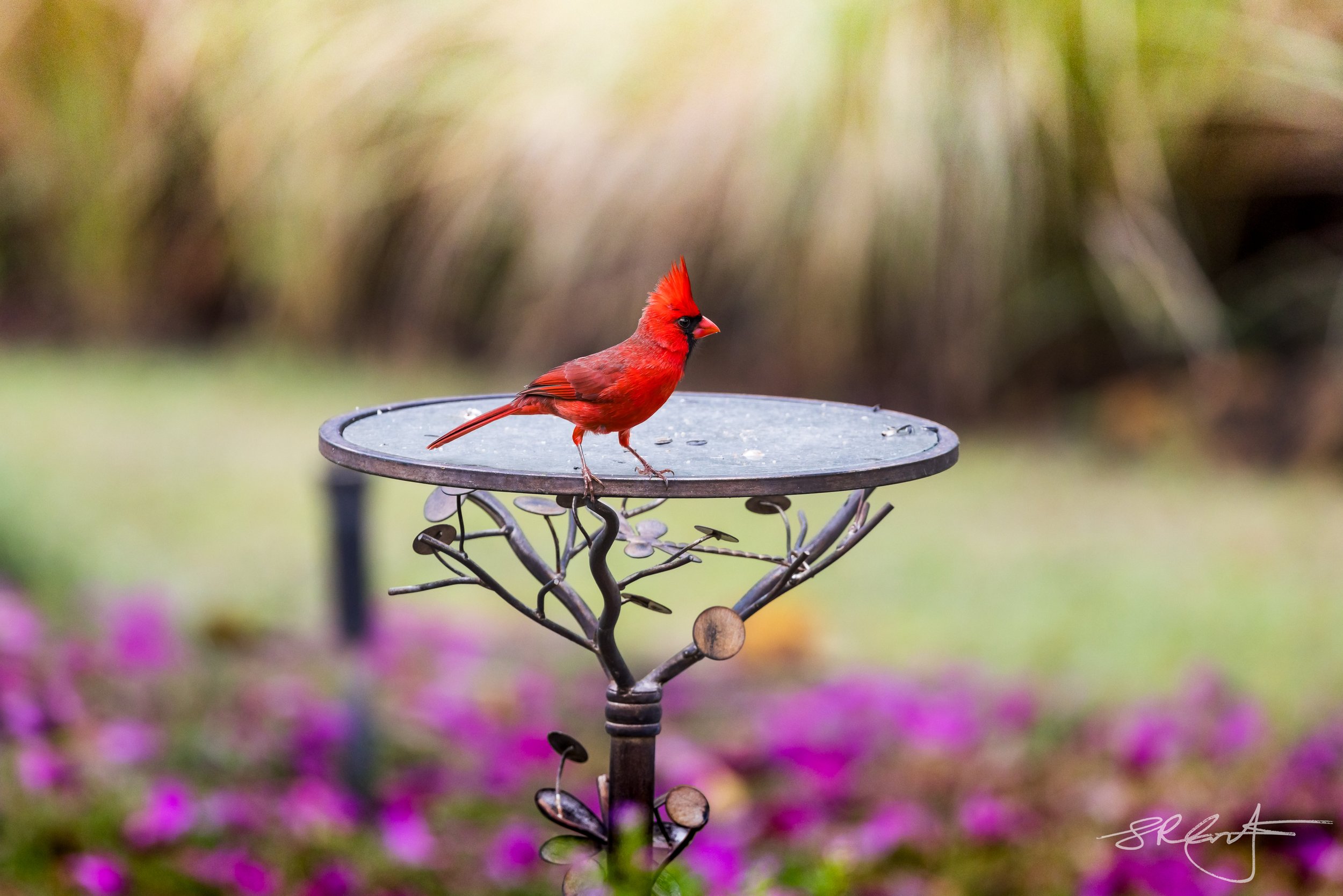 Male Cardinal at feeding platform