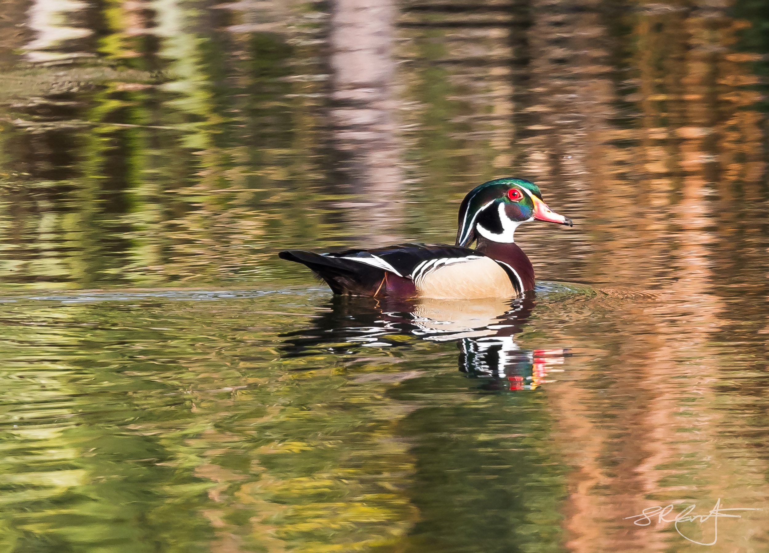 Wood Duck with reflection