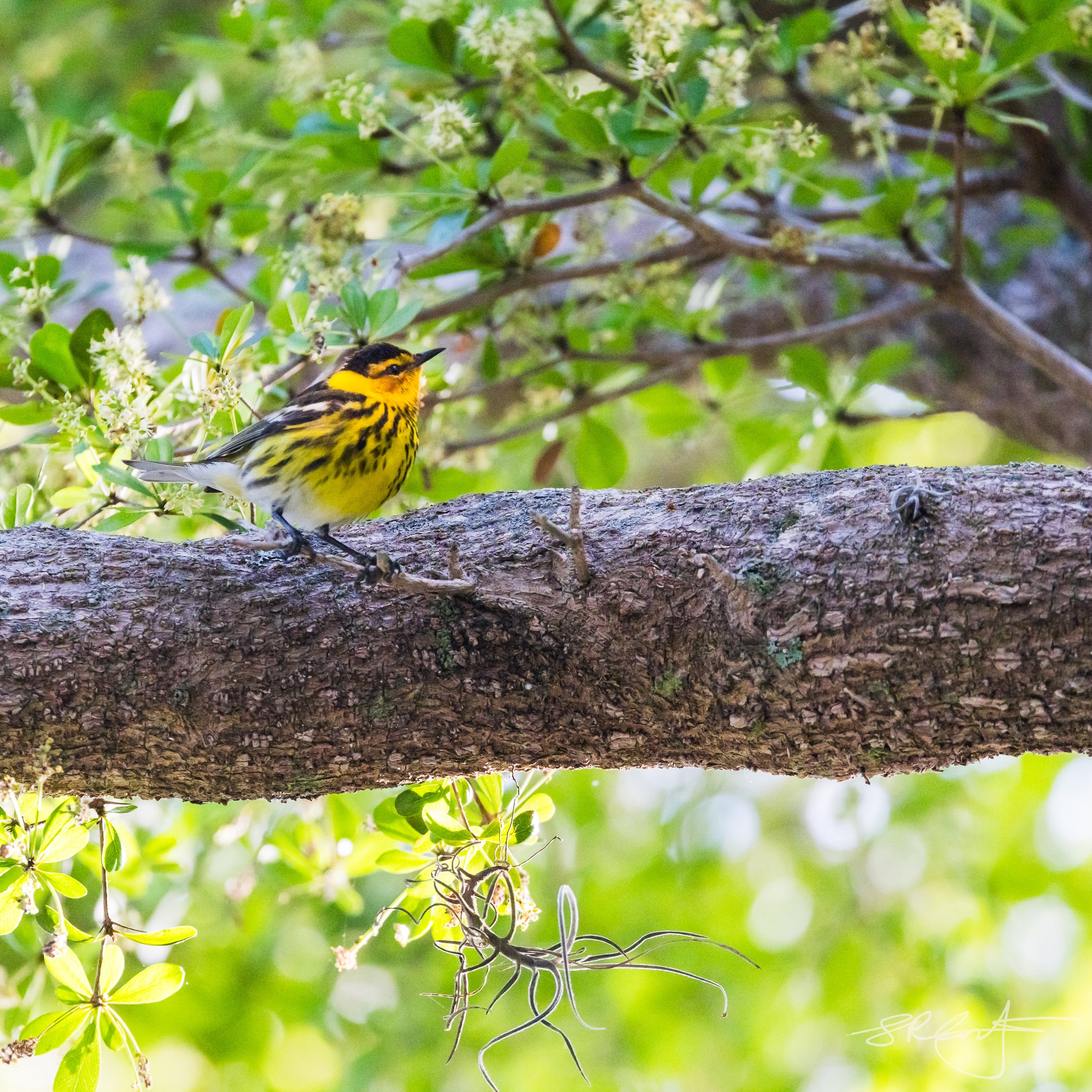 Cape May Warbler at the end of the block.