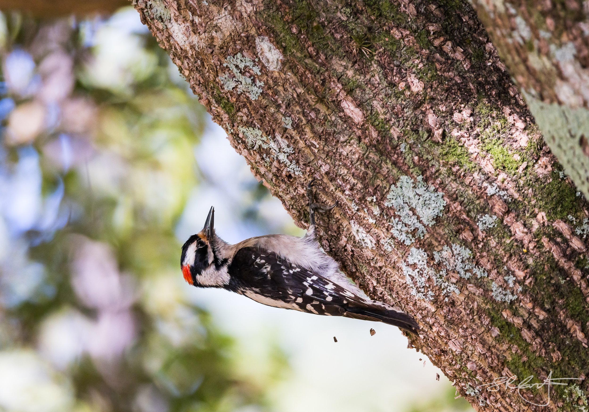 The acrobatic Downy Woodpecker
