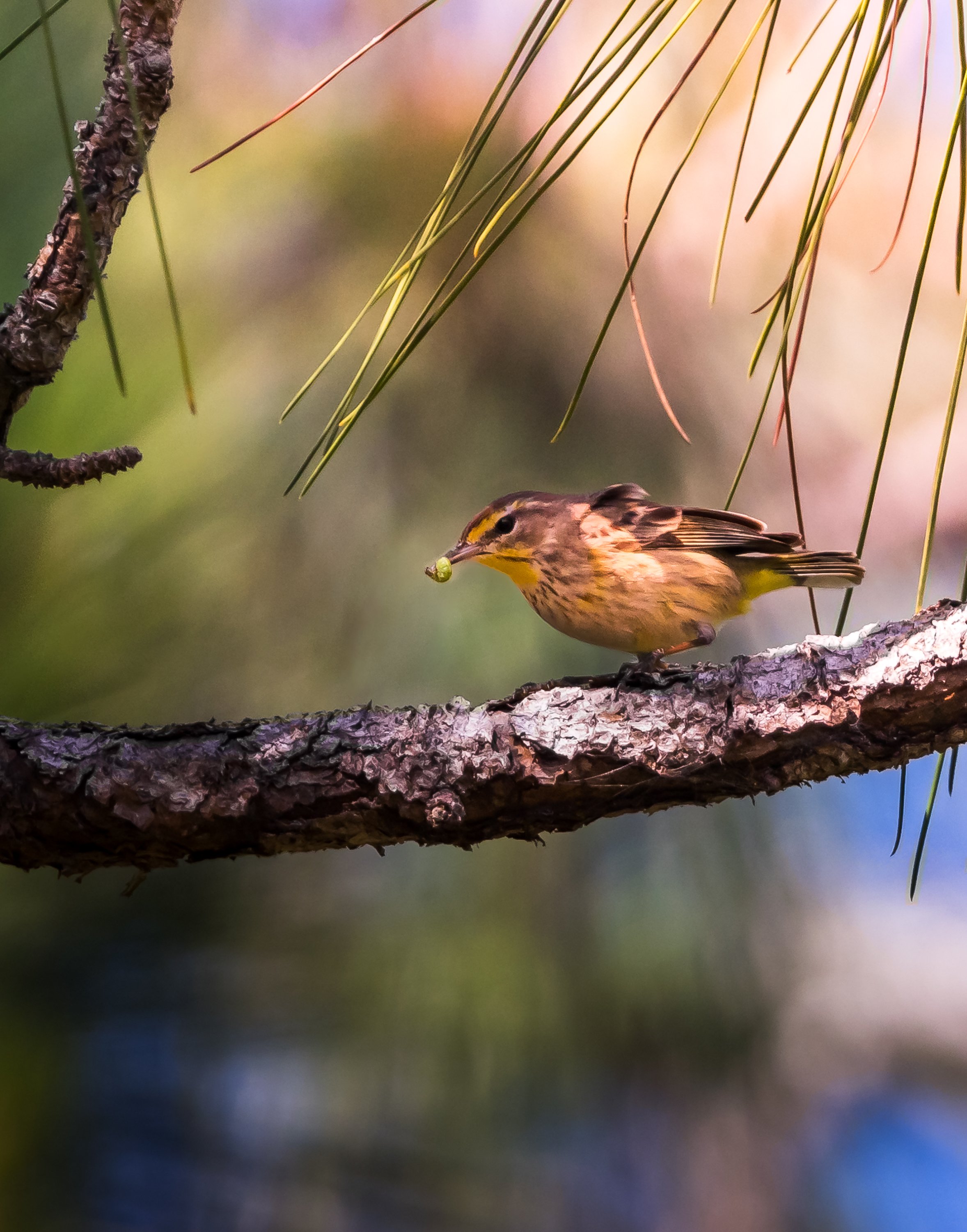 Palm Warbler eating a small green larvae.