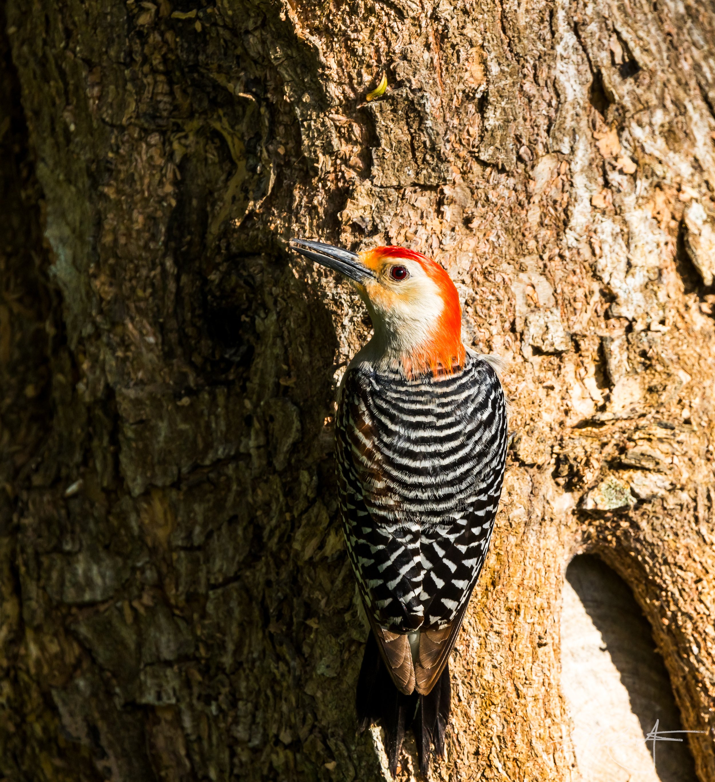 Red-belled Woodpecker