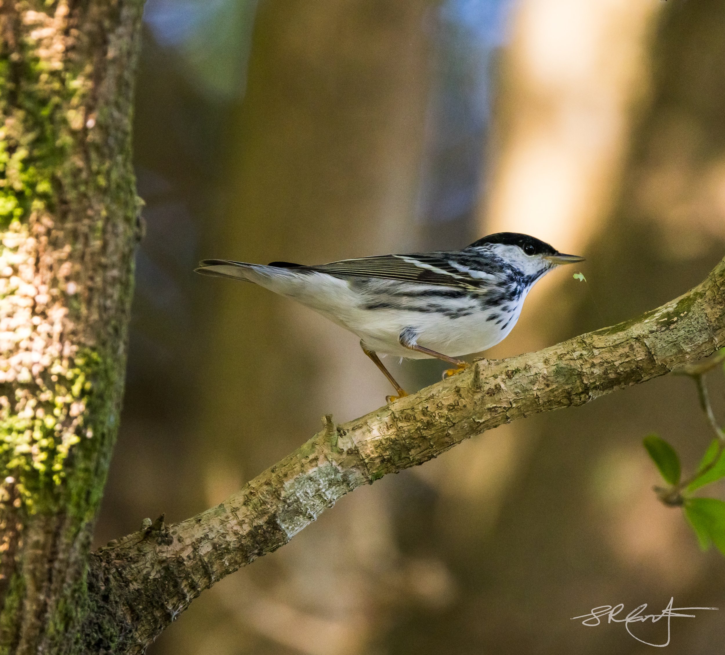 Blackpoll Warbler with breakfast