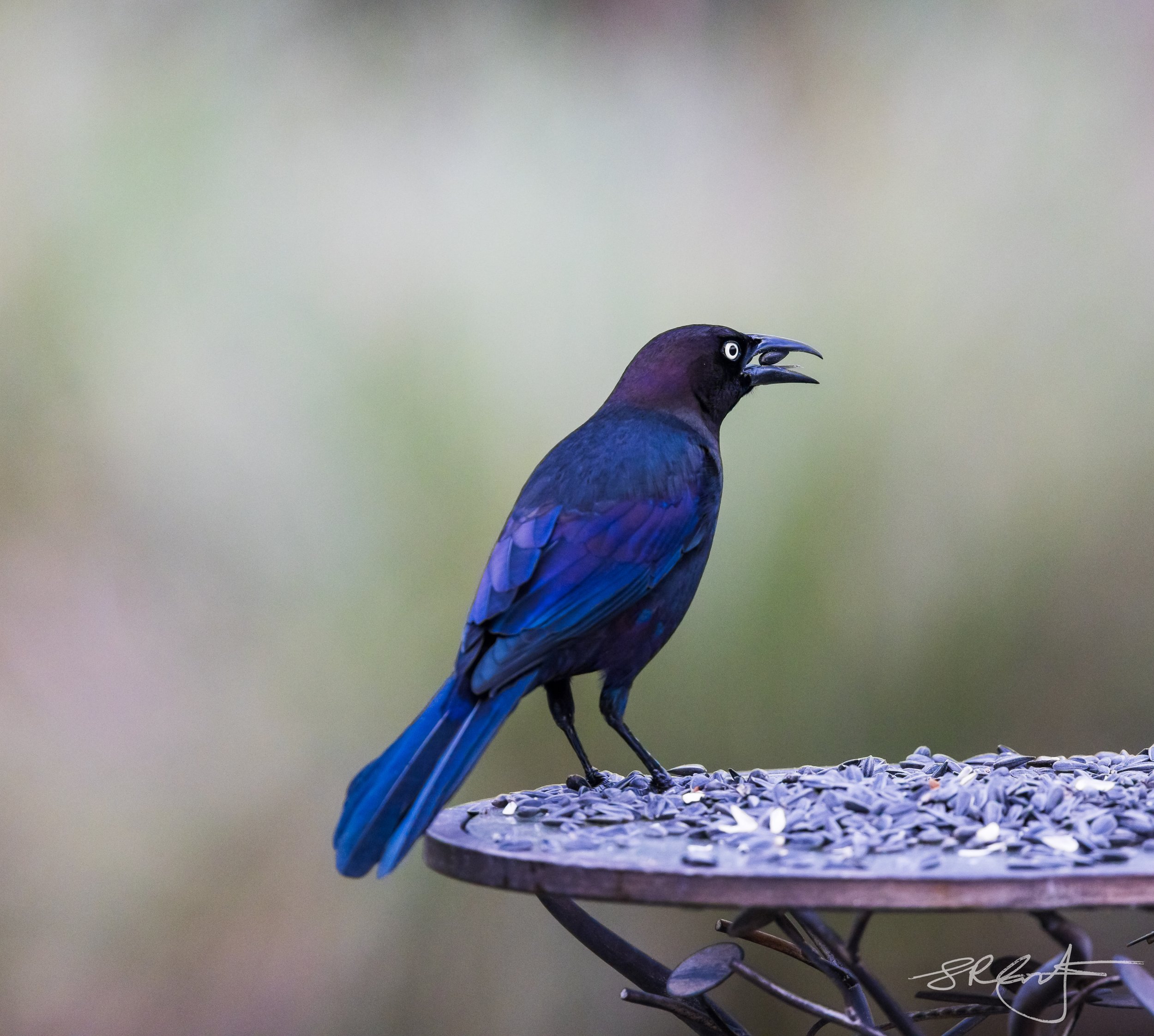 The beautiful irridescence of the Common Grackle