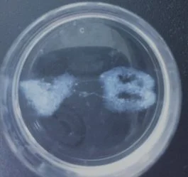 Viscus_Biologics_Bioprinted-Collagen-VB-Dec2018-2-e1547845063564.jpg