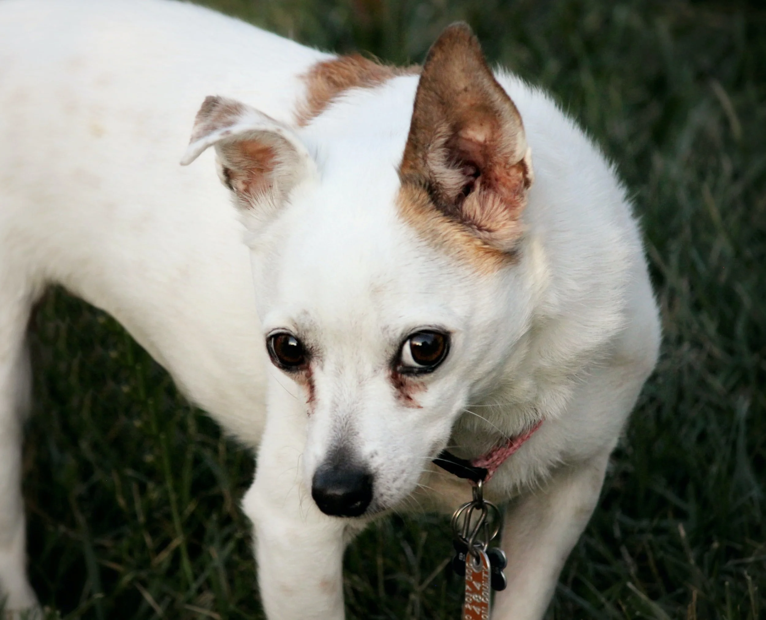  At 2:30 this morning Chico, beloved fat Chihuahua, was barking as if someone was trying to steal his dinner. For God’s Sake, BE QUIET!!!  But my innermost wish wasn’t enough to even lower the volume, let alone stop him. So, beg