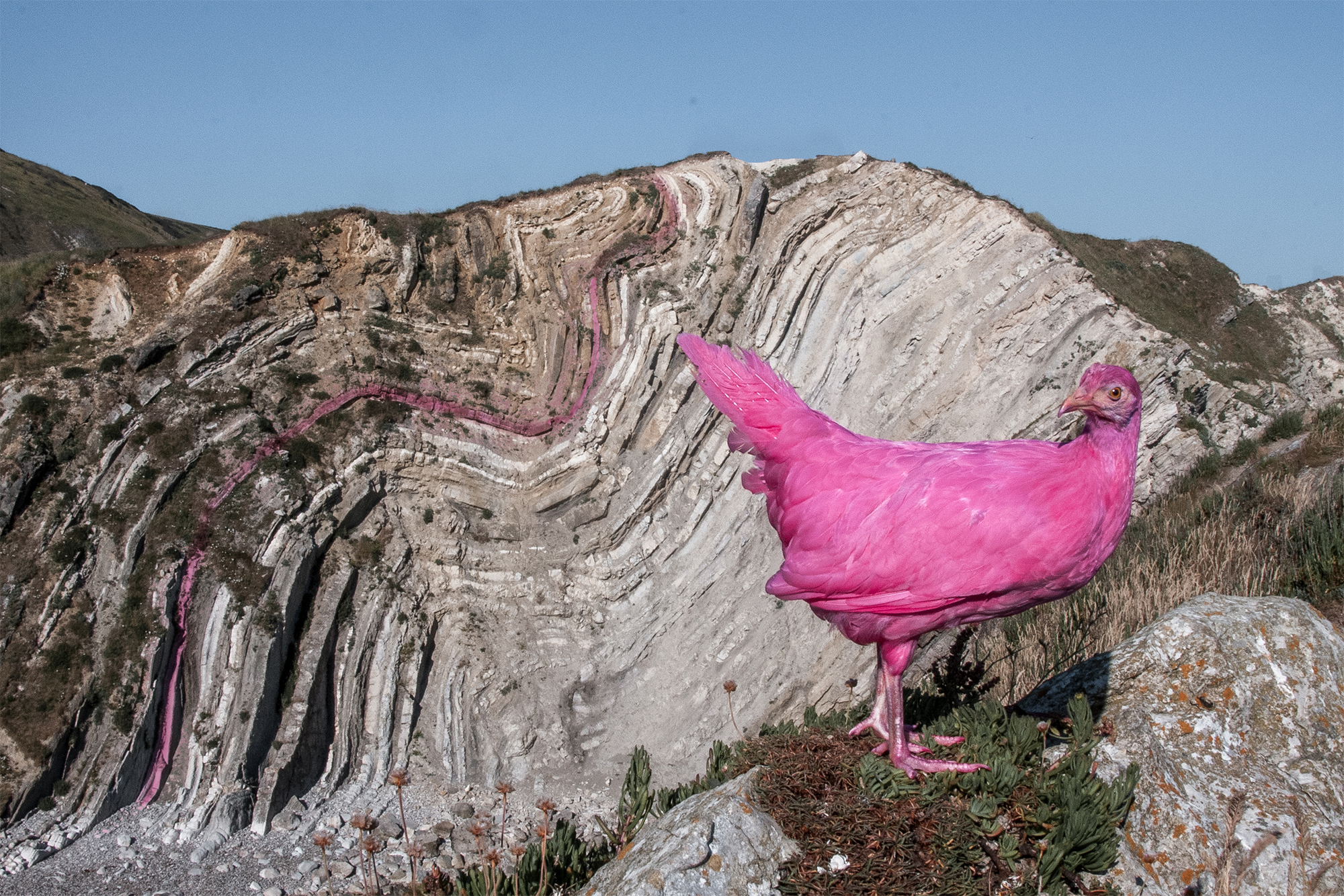 Pink Chicken Project