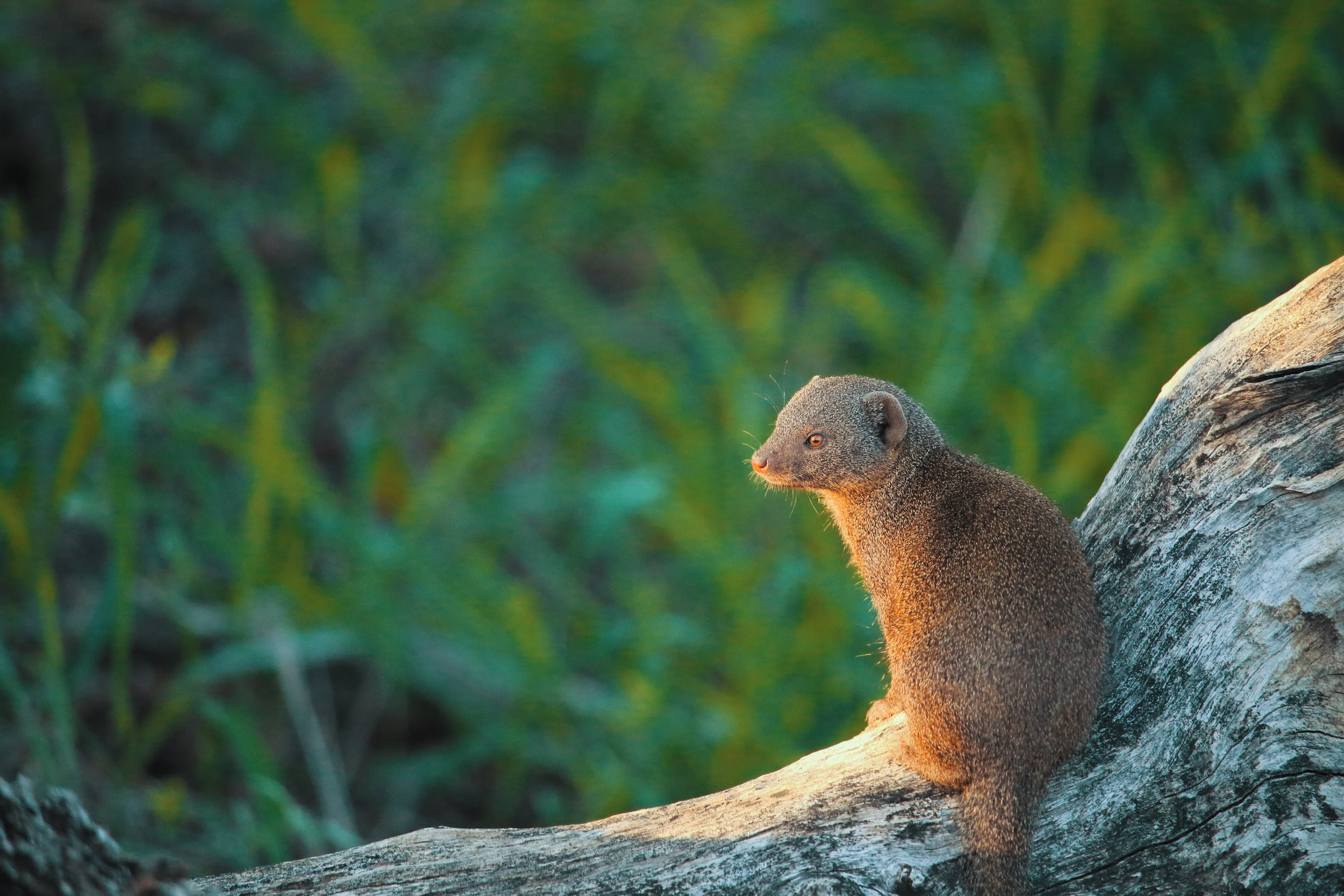 Mongoose.jpg