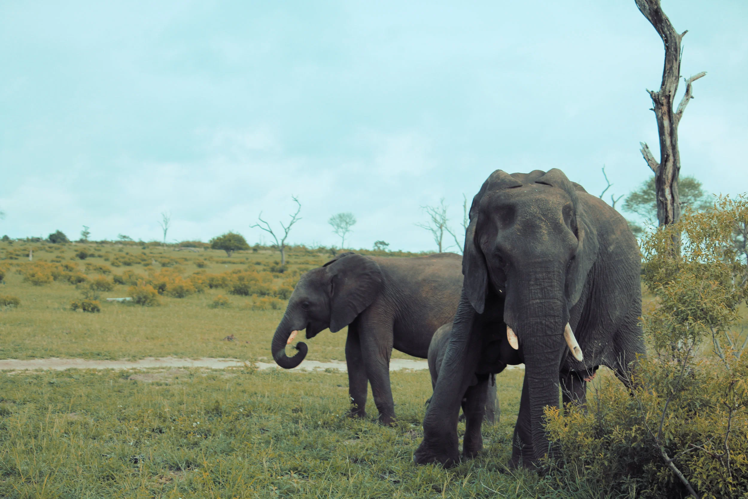 AdultElephants.jpg