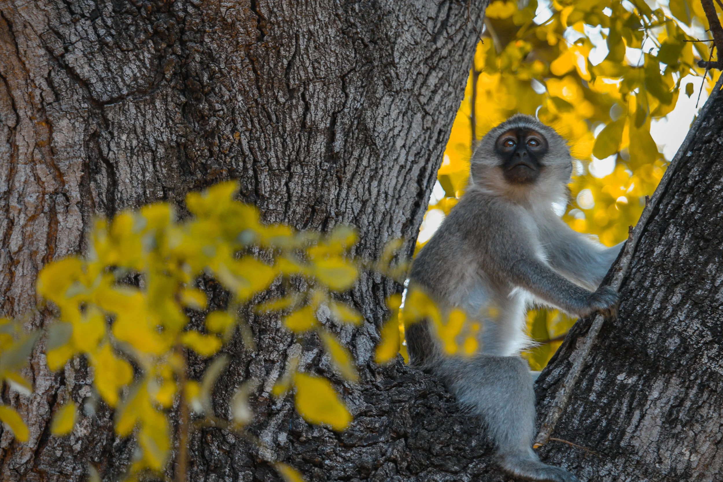 Monkey.jpg