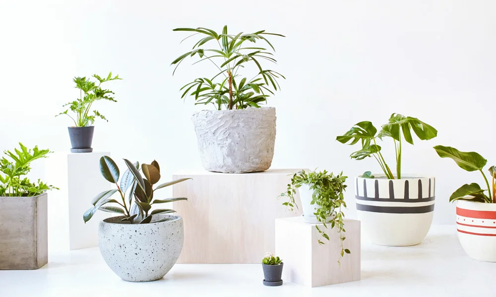ceramic planters.jpg