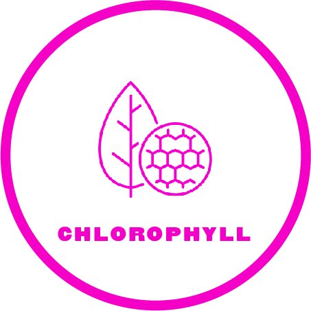 Superfood_Icons_ForWeb_Chlorophyll_2022.jpg