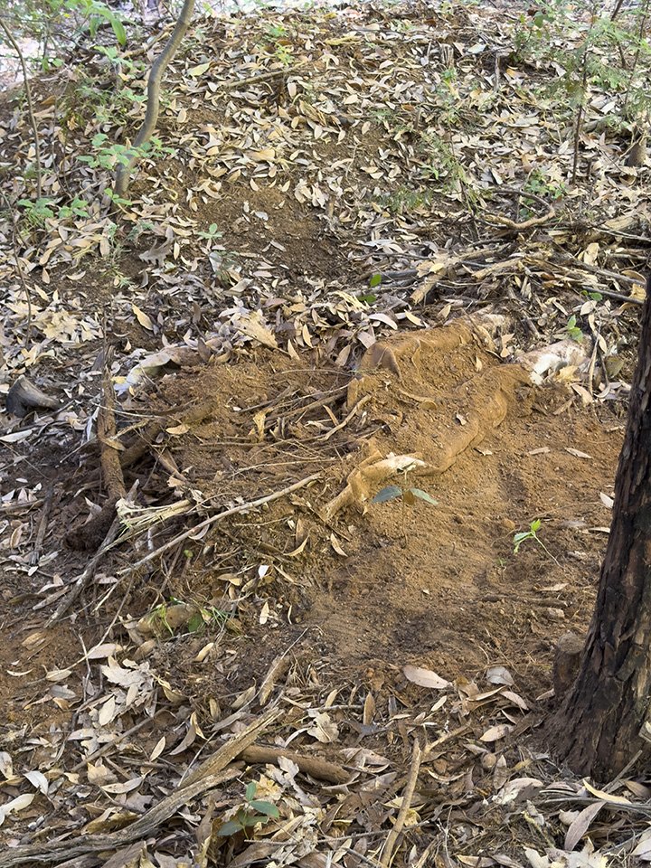 Site #1 2026 Third Burial