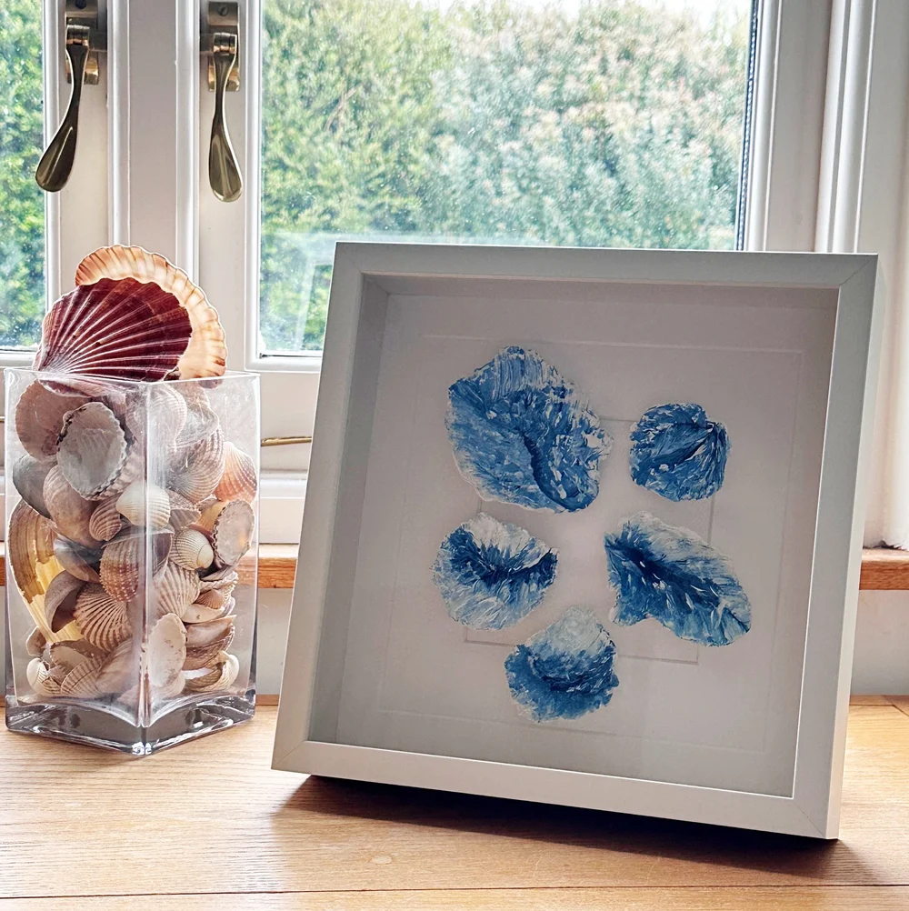 Shell Wall Accents