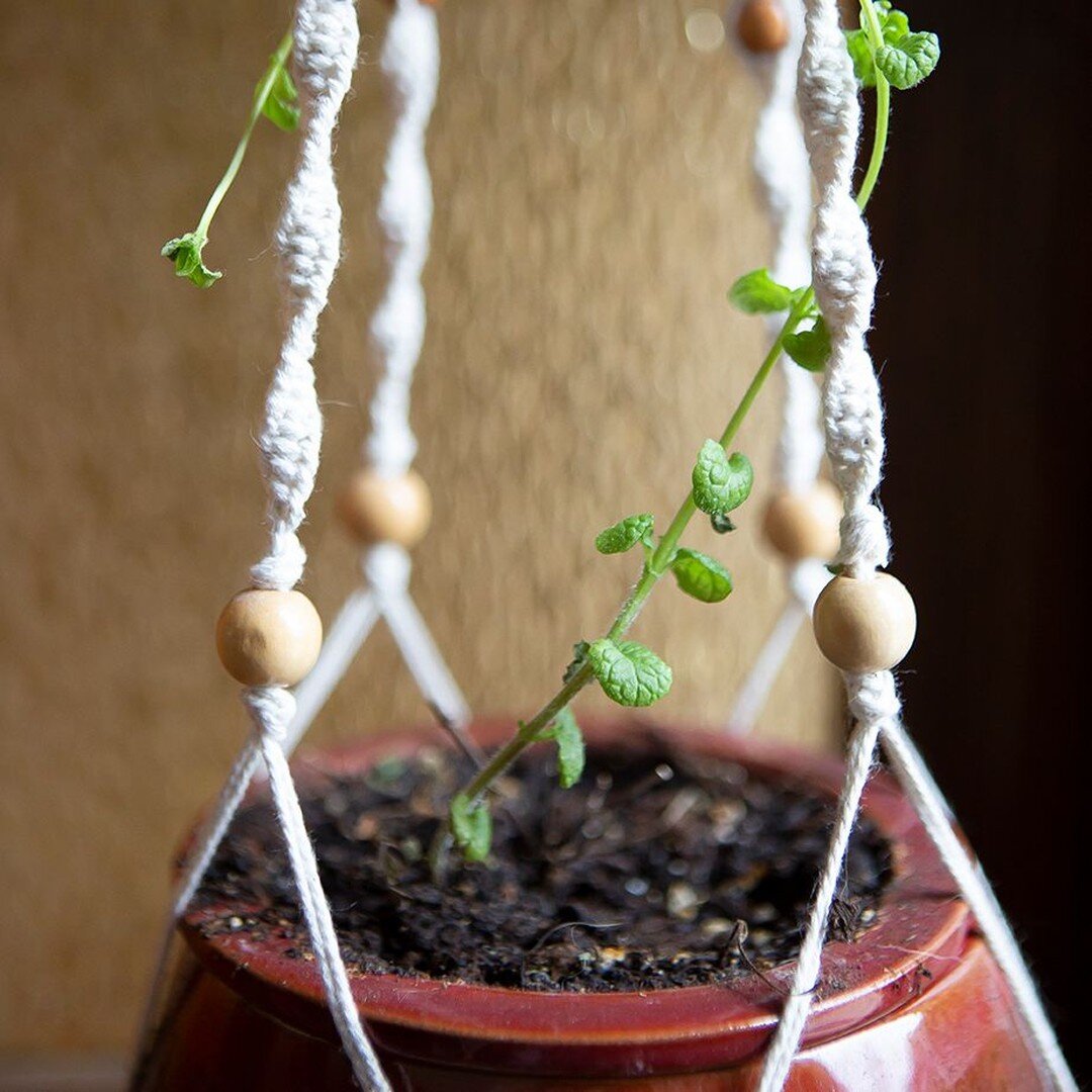 Anyone else loving this bit of sunlight as much as our little plants?