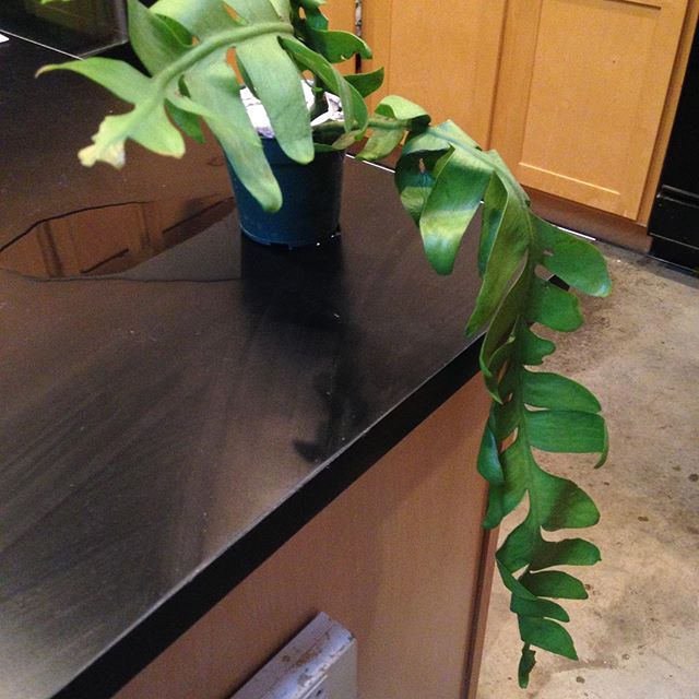 The new addition - fern leaf cactus plus other green friends. Operation Minnesota Indoor Rainforest is a go...