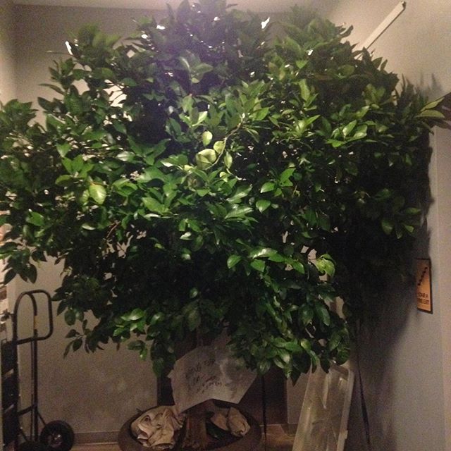 The before and after. Was too big to fit in the elevator, so it had to have a massive haircut. But I now have a tree in my apartment. #minnesotarainforest #indoorplants #citrustree #indoorjungle #nevermovingagain