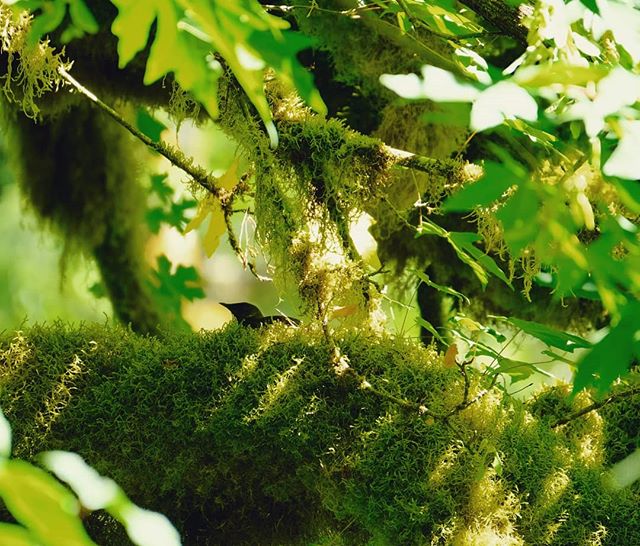 Look closely. One of our nests this year was found in a large Big Leaf Maple. To our knowledge, this is the first documented case of a #marbledmurrelet Big Leaf Maple nest in the lower 48 states. Thank you to our talented canopy biologist, Brett Love