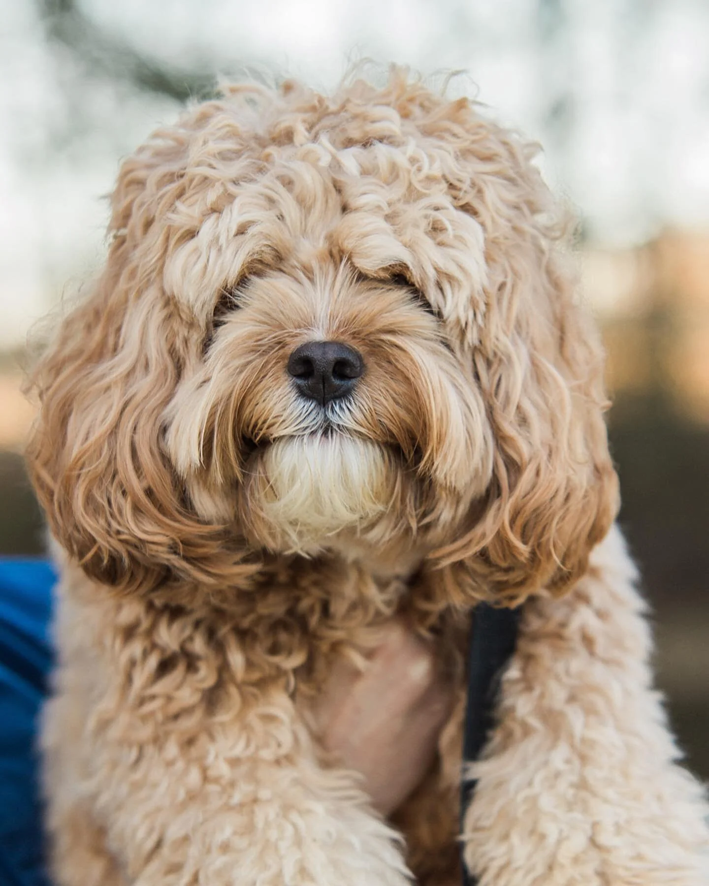 Have you ever brought your dog to family photos? They&rsquo;re a part of the family too, right?! And they make it so much more exciting 😆🐶
.
.
.
#omahafamilyphotographer #omahaphotographer #omahafamilyphotography #familyphotos #omahadogs