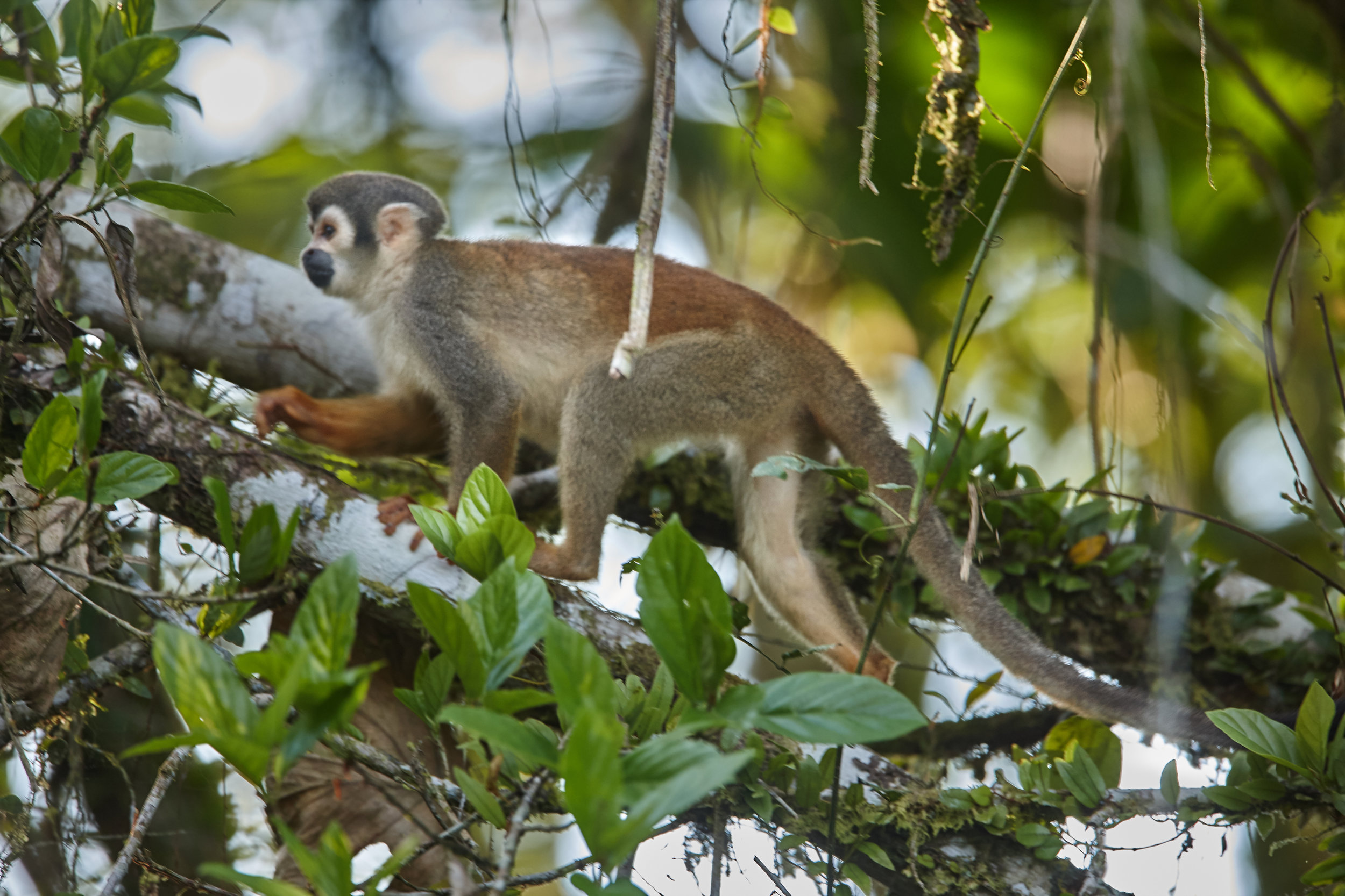 Squirrel monkey.jpg