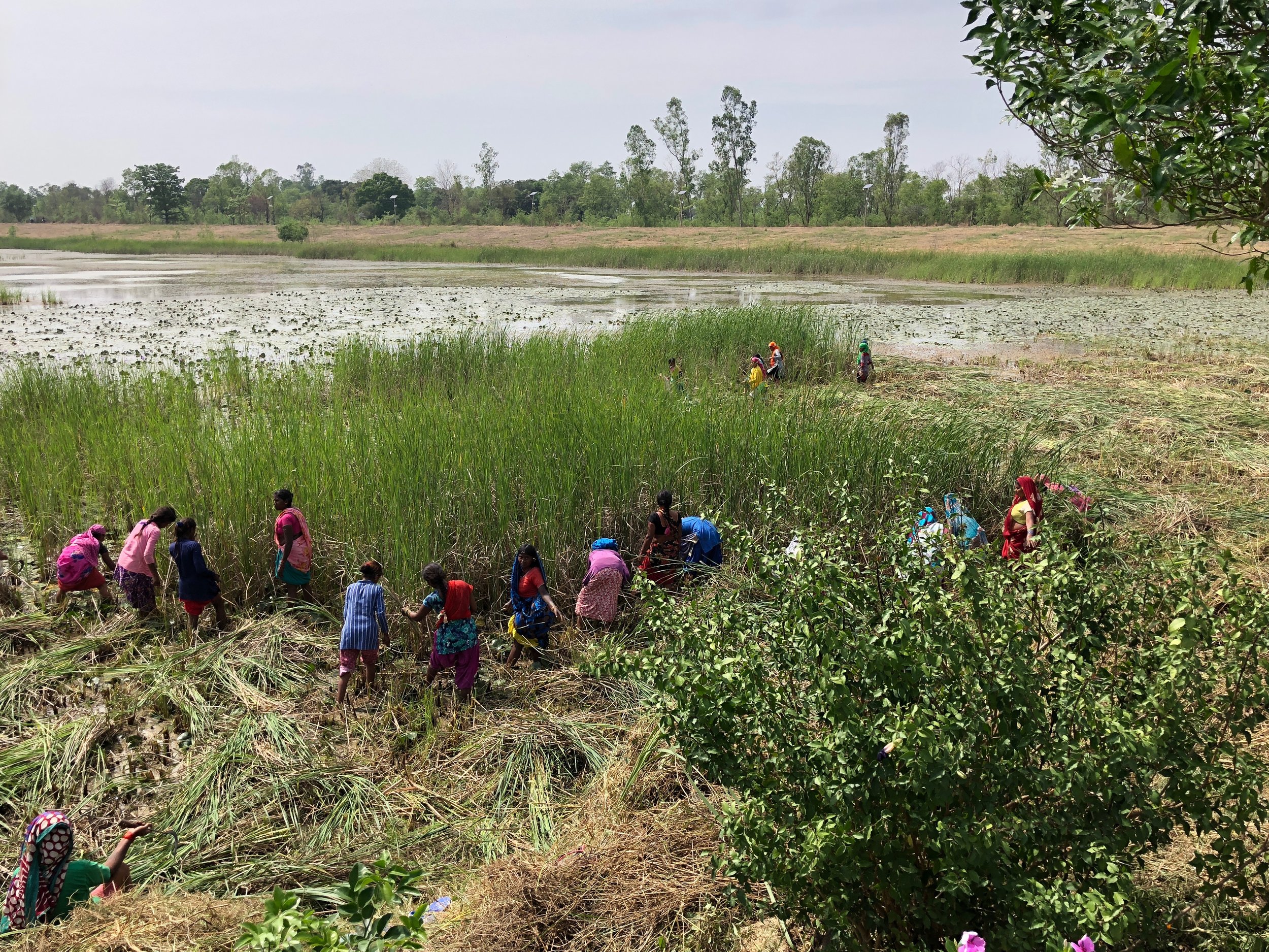 rice fields.jpg