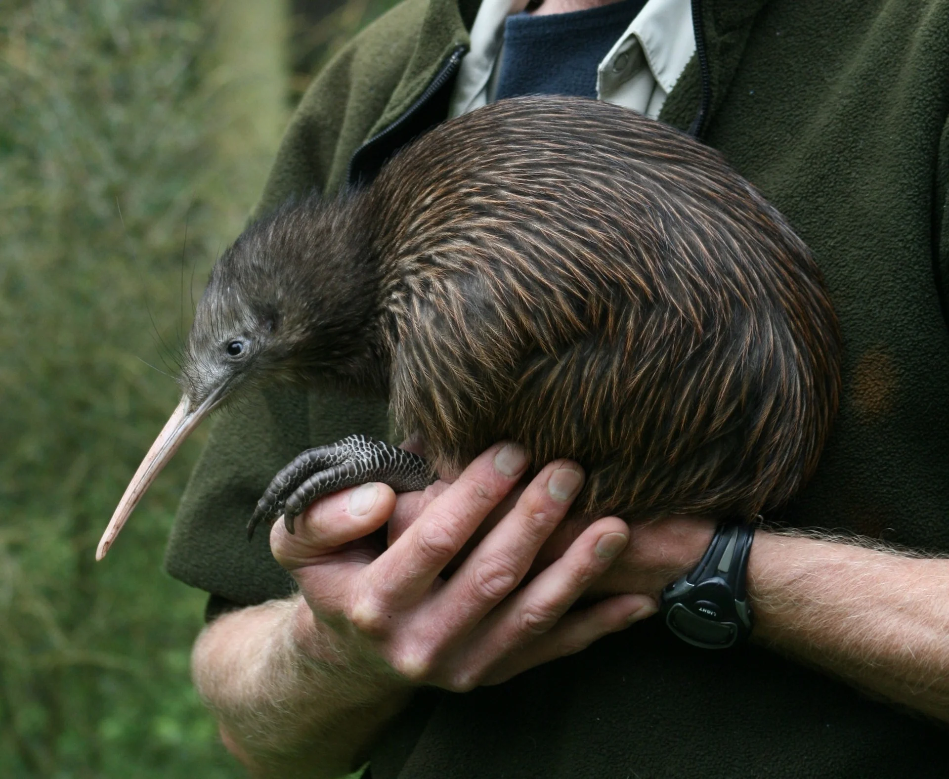 New Zealander’s name-sake - the native kiwi bird.