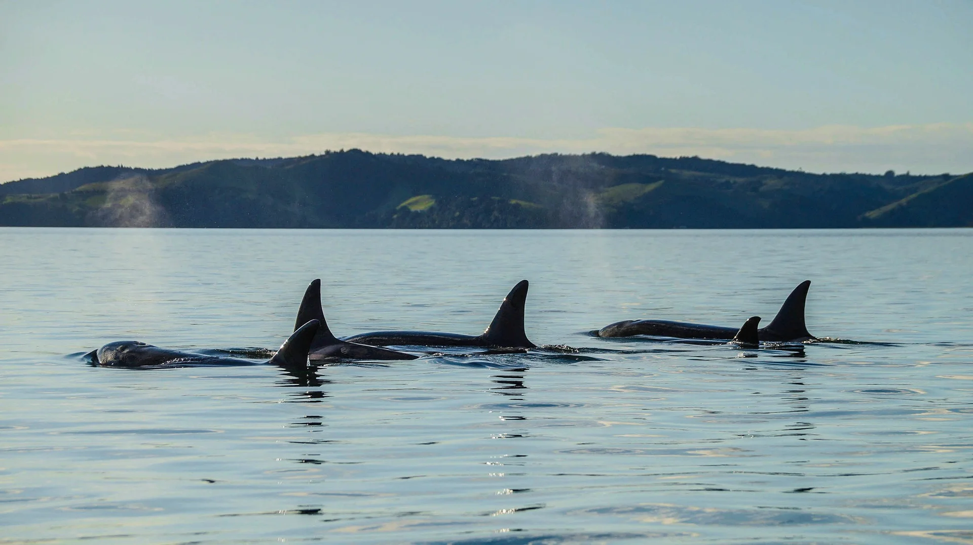 Dolphins in the Auckland harbor.
