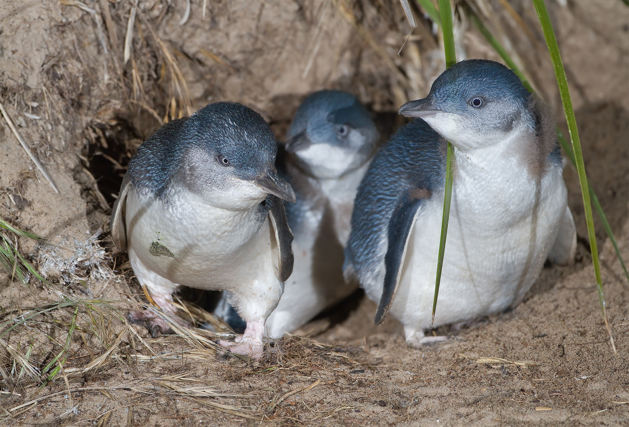blue penguins.jpg