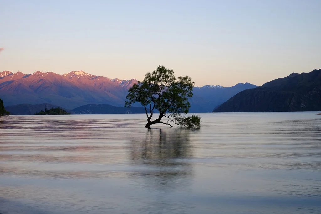 #thatwanakatree at sunset with the mountains all around.