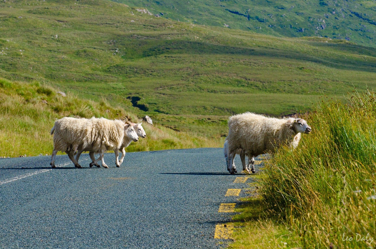 sheep on road 2.jpg