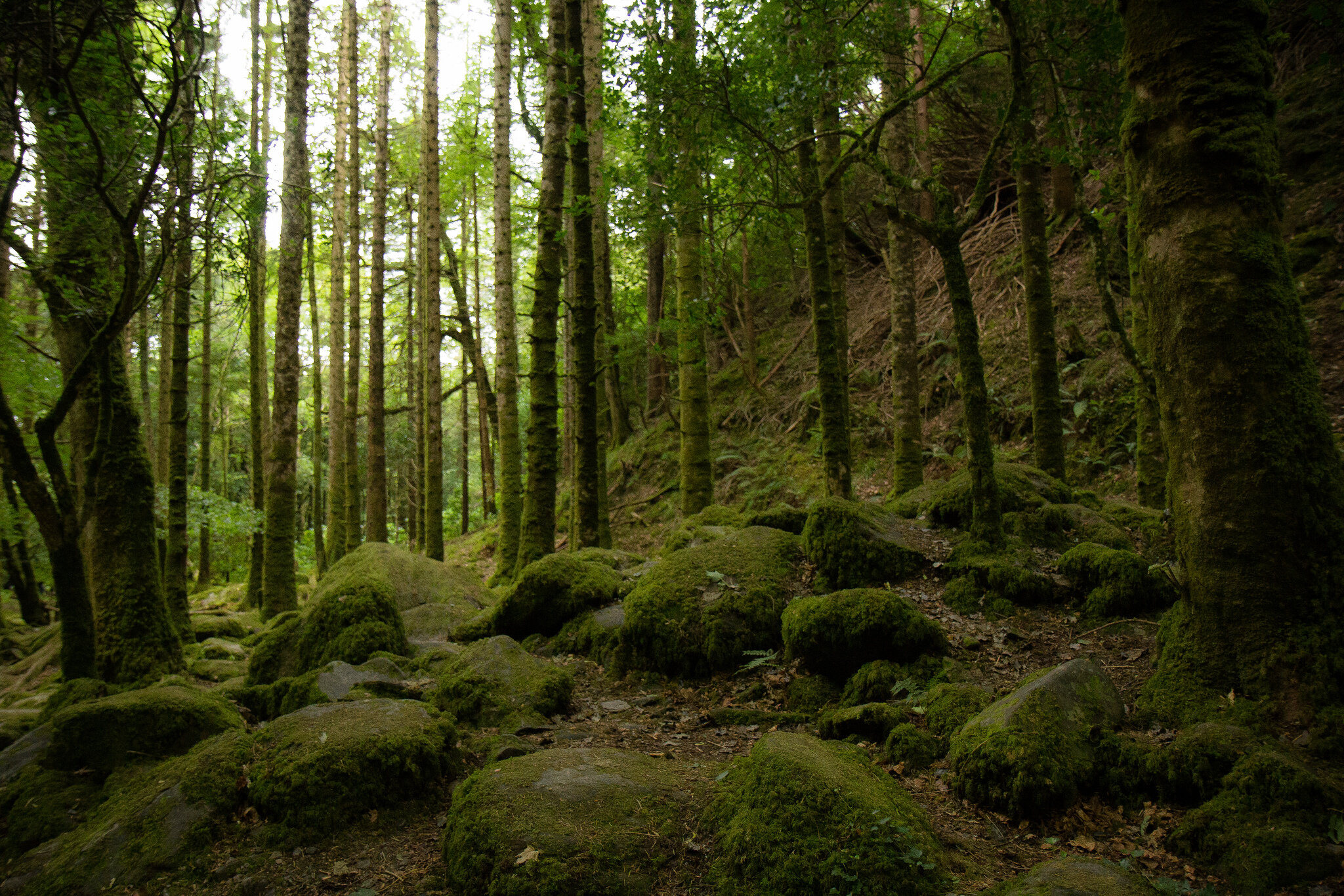 Killarney.National.Park.forest.jpg