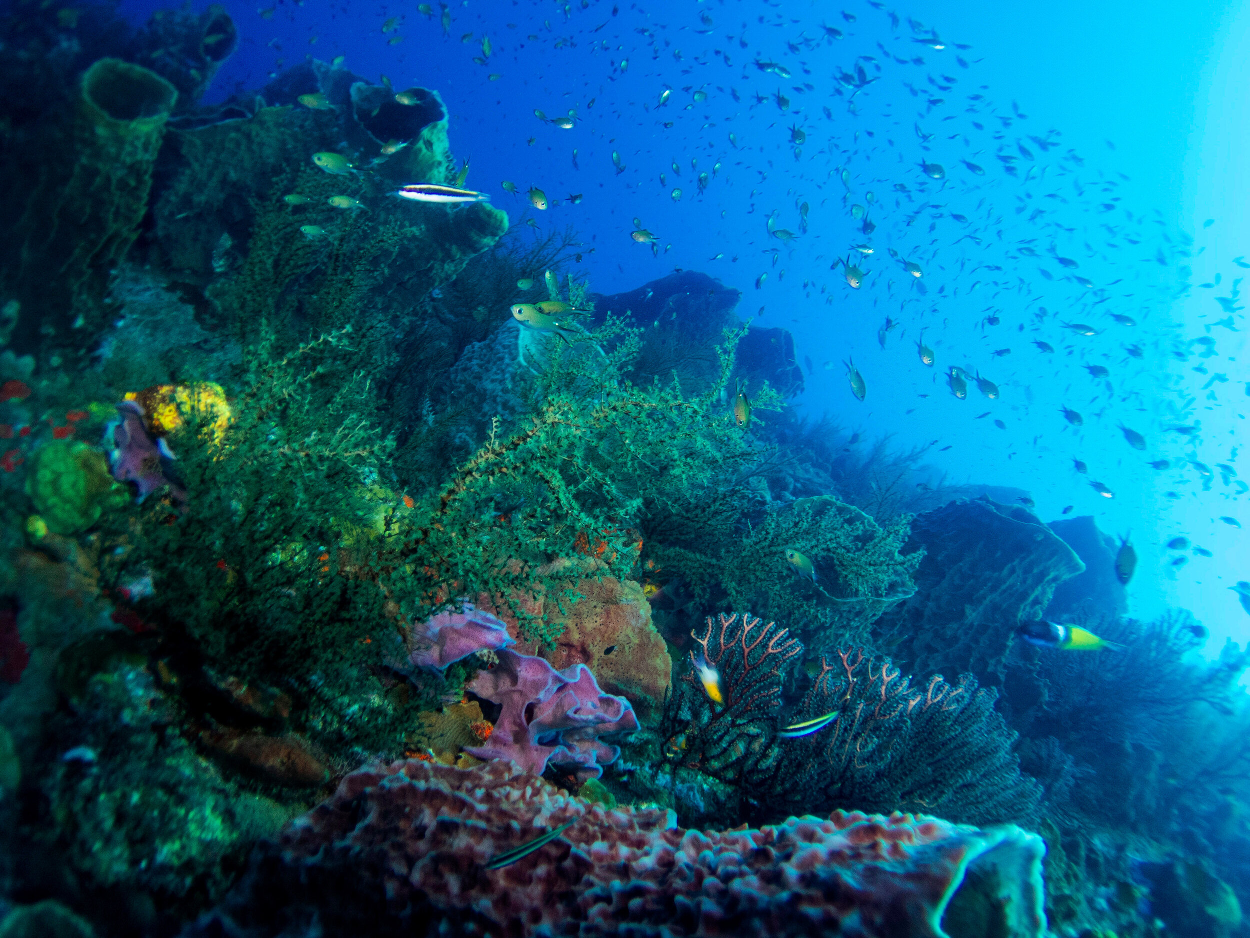 Diving+with+Nature+Island+Dive+Dominica3.jpg