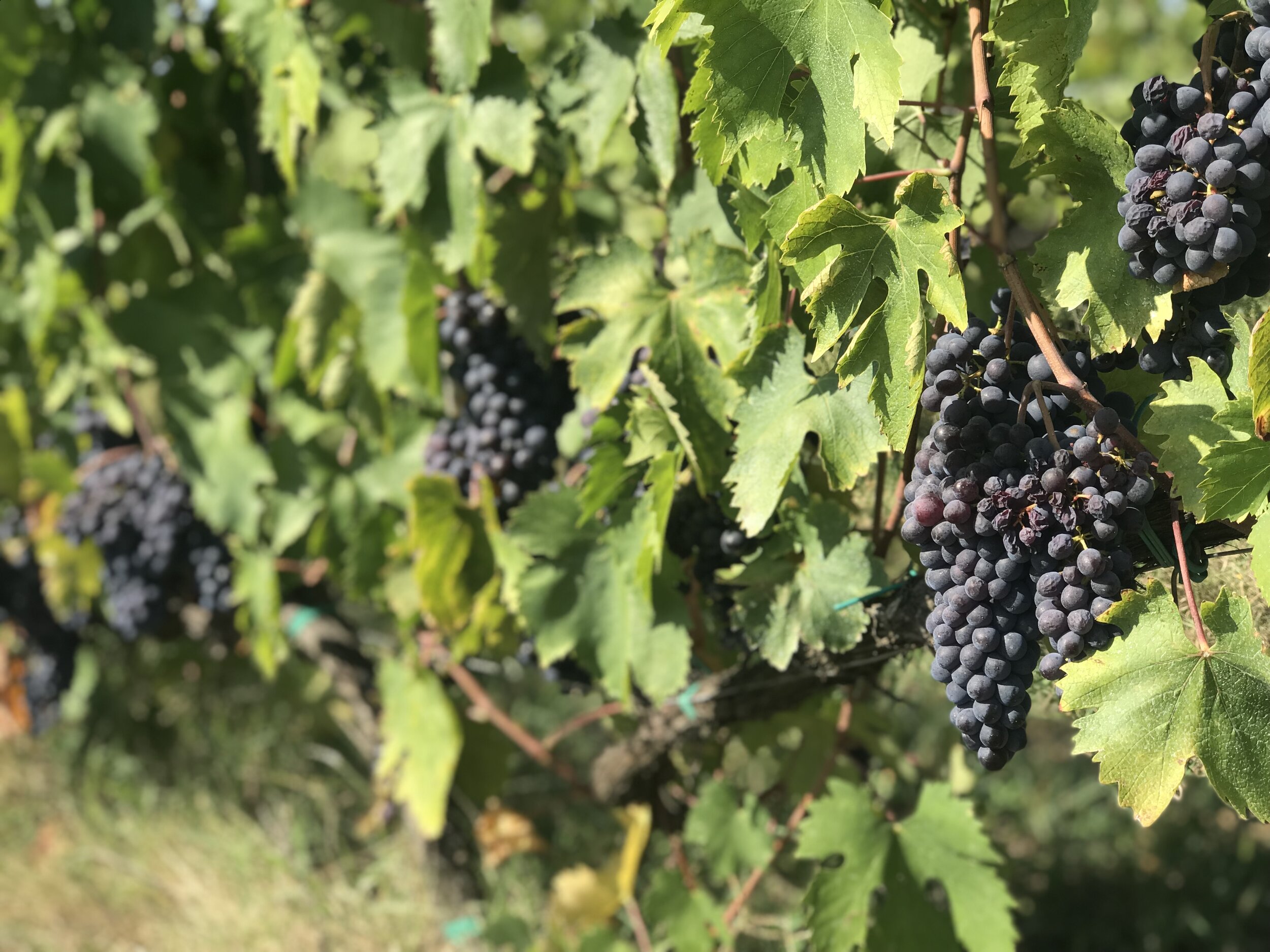 grapes on vine casa sola vineyard italy.JPEG