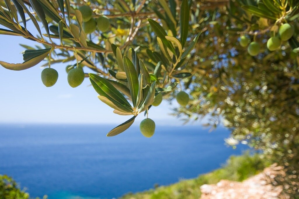 Tree olive the olives..jpg