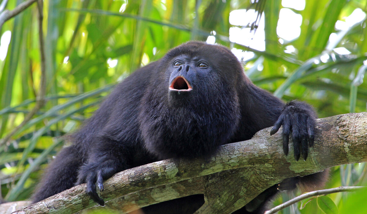 A Guide to the Wildlife in Costa Rica's Rainforests — Traverse Journeys -  Travel with Meaning