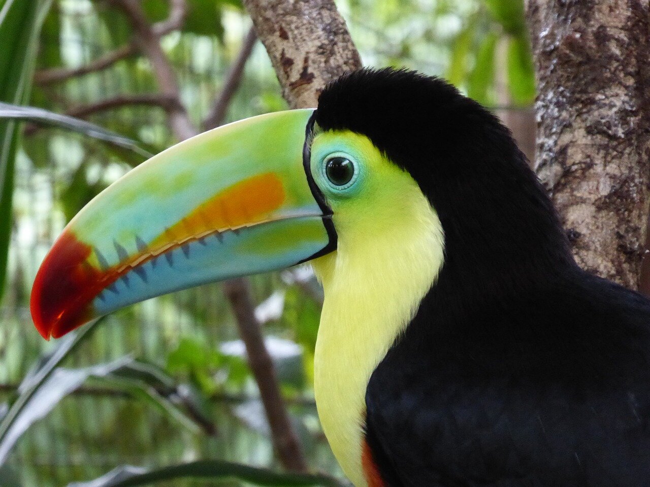 A Guide to the Wildlife in Costa Rica's Rainforests — Traverse Journeys -  Travel with Meaning