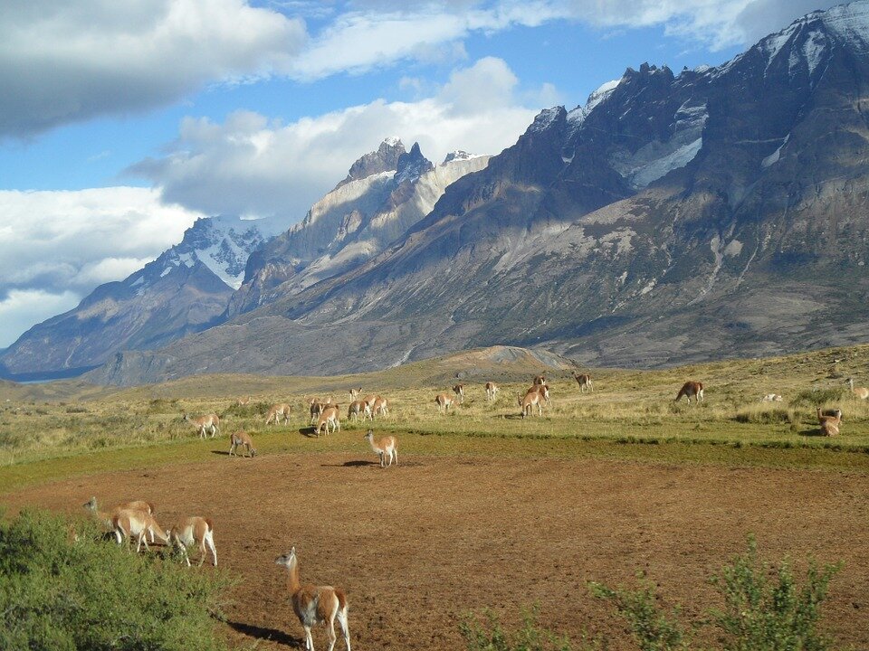 patagonia-landscape and wildlife.jpg