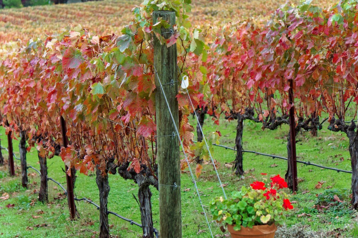 autumn vineyard greece.jpg